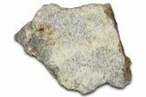 Dinosaur (Triceratops) Frill Shield Section - Montana #355175-1